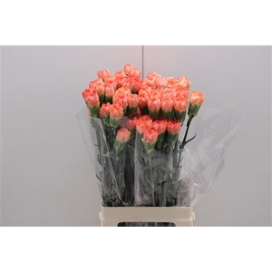 Di St Hermes Orange