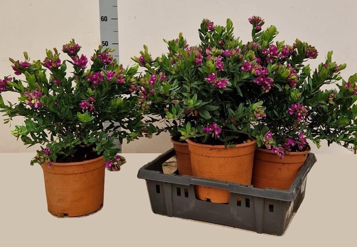 <h4>POLYGA MYRTIFOLIA</h4>