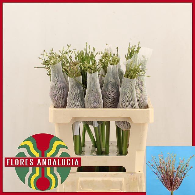 <h4>ALLIUM SCHUBERTII</h4>