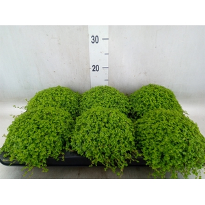 Soleirolia soleirolii   ...green