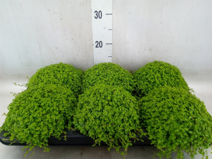 <h4>Soleirolia soleirolii   ...green</h4>