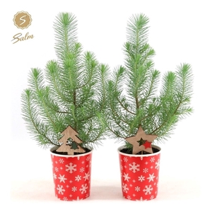 Pinus pinea 'Silver Crest' P10,5 in Cup X-mas Deco + Deco - Tree/Star