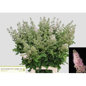 Spiraea Mag Pink Innocence