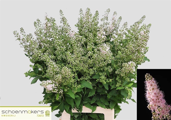 <h4>Spiraea Mag Pink Innocence</h4>