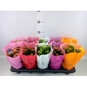 Kalanchoe blos. 'Perfecta'  ..mix 5