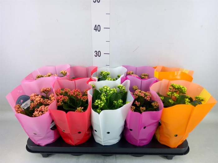 <h4>Kalanchoe blos. 'Perfecta'  ..mix 5</h4>