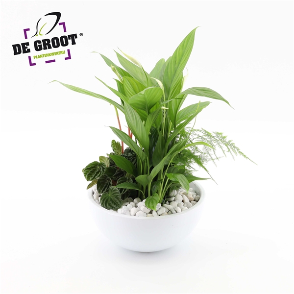 <h4>Arrangement Peperomia in schaal</h4>