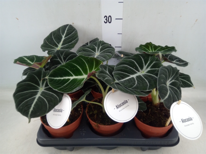 <h4>Alocasia  'Black Velvet'</h4>