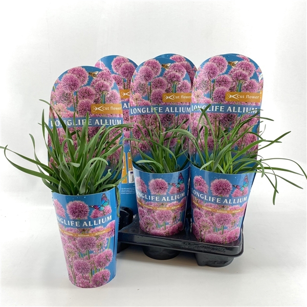 <h4>Allium Purple Sensation</h4>