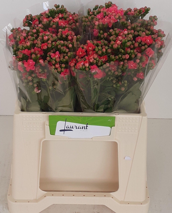 <h4>Kal Sens Pink Meadow</h4>