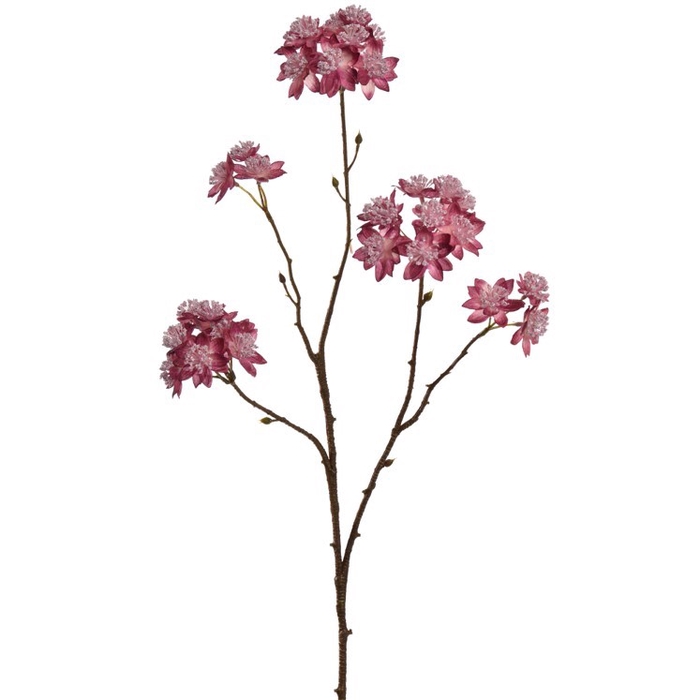 <h4>Astrantia branch 70cm burgundy</h4>