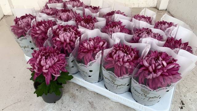 <h4>CHRYS COSMO PURPLE</h4>