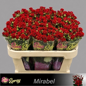 R TR MIRABEL