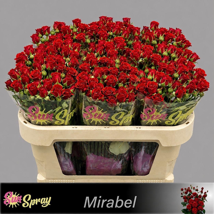 <h4>R TR MIRABEL</h4>