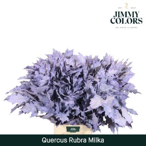 Quercus Rubra L80 Milka