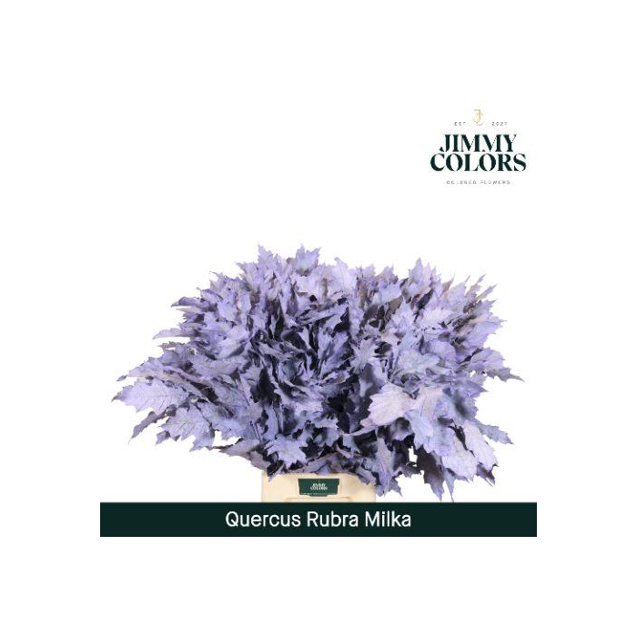 <h4>Quercus Rubra L80 Milka</h4>