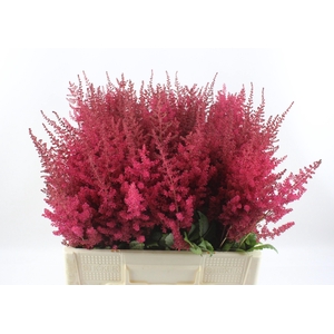 ASTIL AR PAUL GAARDE