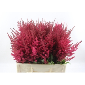 ASTIL AR PAUL GAARDE