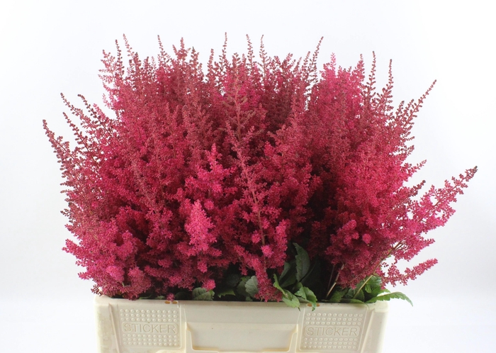 <h4>ASTIL AR PAUL GAARDE</h4>