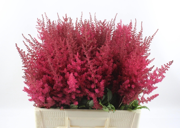 <h4>ASTIL AR PAUL GAARDE</h4>