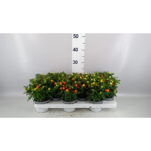 Solanum pseudocapsicum