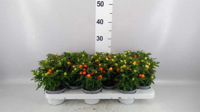 <h4>Solanum pseudocapsicum</h4>