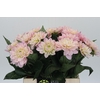 Dahlia Princess Kate