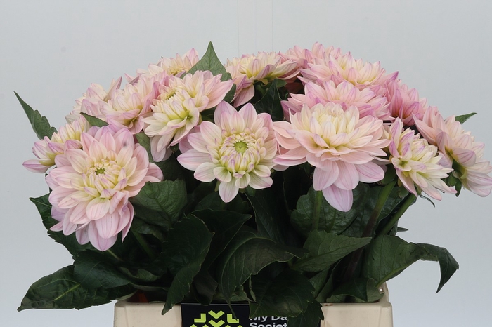 Dahlia Princess Kate