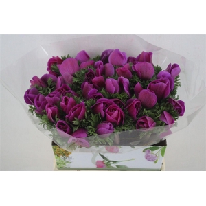 Anem Mistral Super Orchid