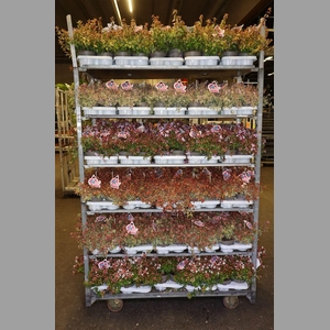 Abelia Mix