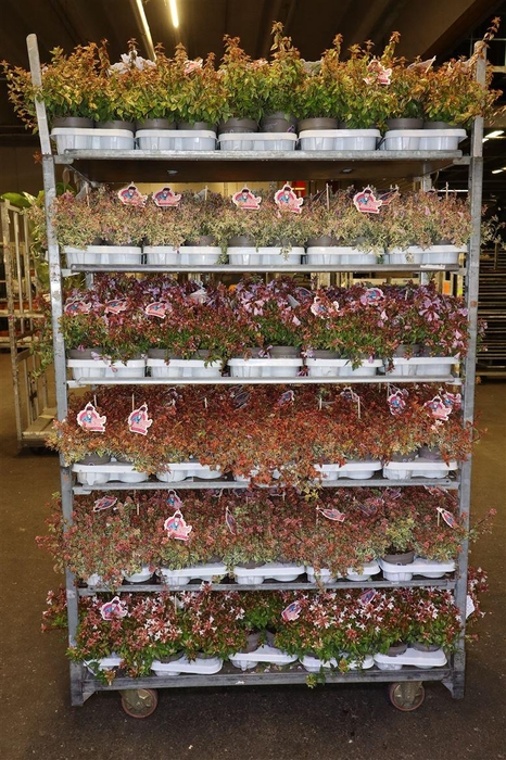 <h4>Abelia Mix</h4>