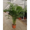 Chrysalidocarpus