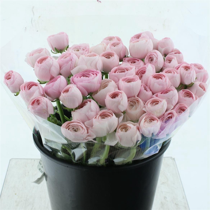 <h4>Ran Su Sr Hanoi Pink Extra</h4>