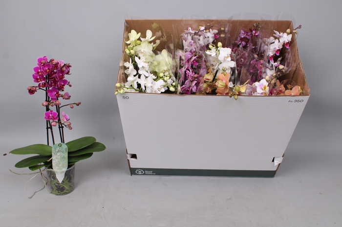 <h4>PHAL MF GEM 8 KL</h4>