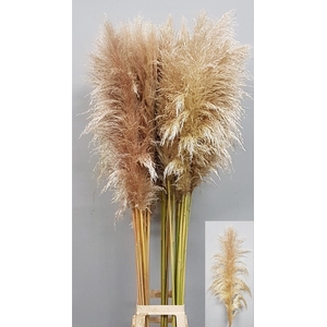 CORTADERIA OV