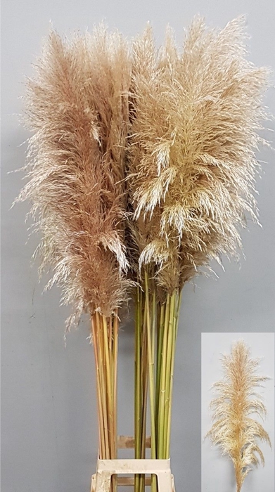 <h4>CORTADERIA OV</h4>