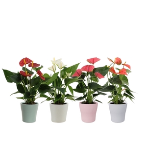 Anthurium 4 color mix in Alicante spring ceramics