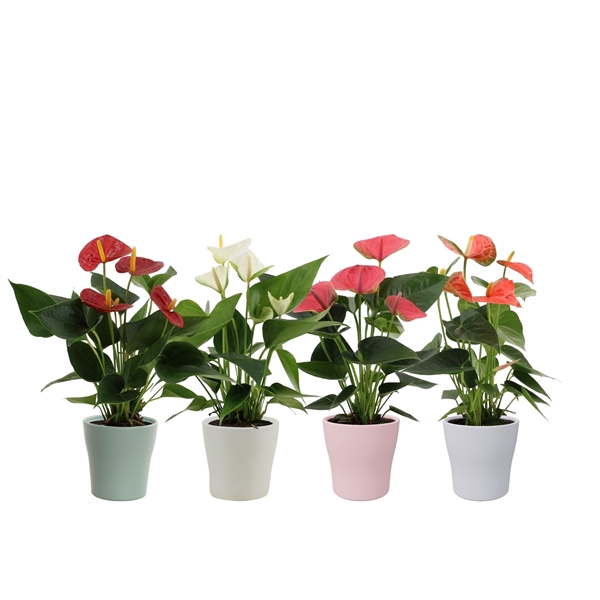 <h4>Anthurium 4 color mix in Alicante spring ceramics</h4>