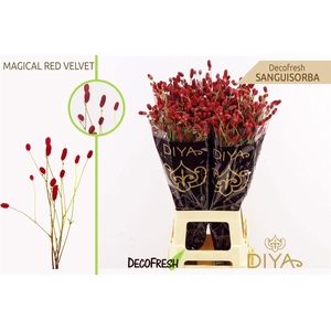 Sanguisorba Of Mag Red Velvet