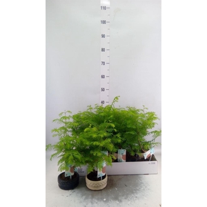 Bonsai   ...