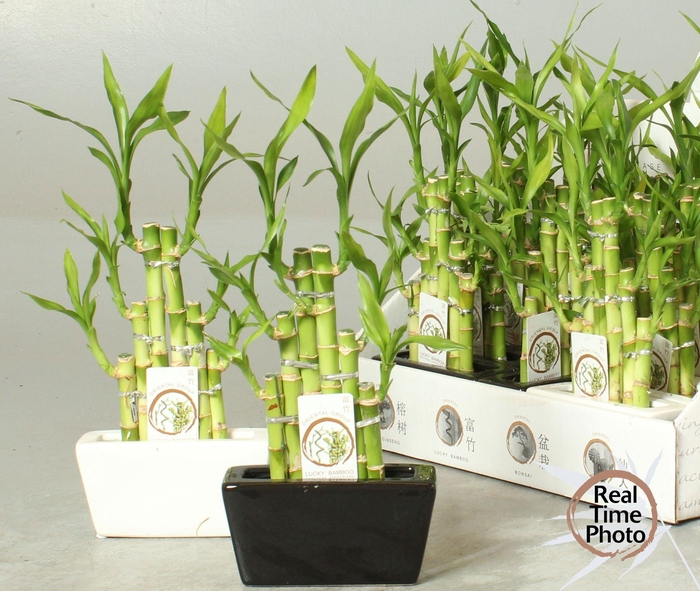 <h4>DRA LUCKY BAMBOO</h4>