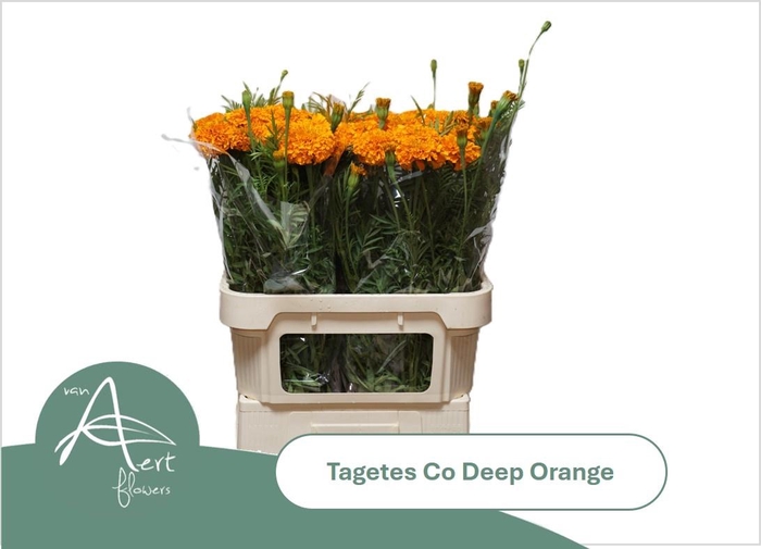 <h4>TAGE E CO DEEP ORANG</h4>
