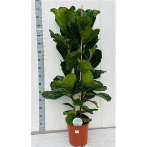 Ficus Lyrata