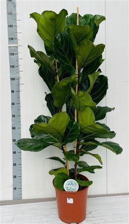 <h4>Ficus Lyrata</h4>