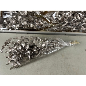 DF Lunaria Bs Champagne