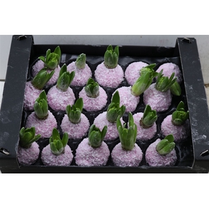 Wax Hyacinth Snow Baby Roze