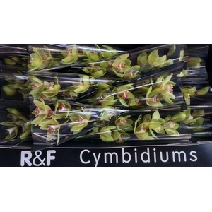 CYMB T MELISSA P.DOOS