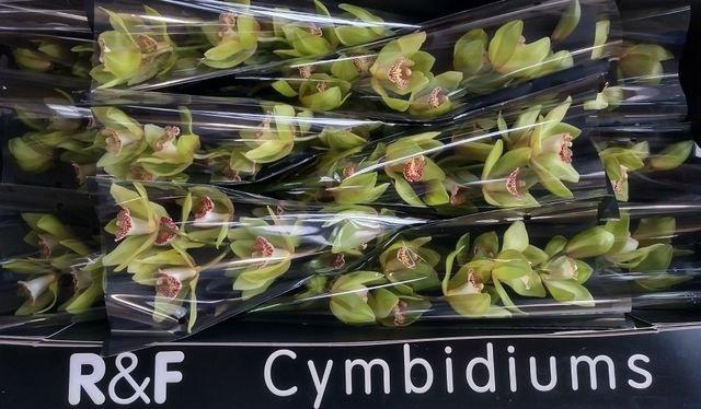 <h4>CYMB T MELISSA P.DOOS</h4>