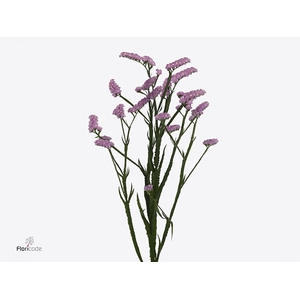 Statice Fantasia Wings