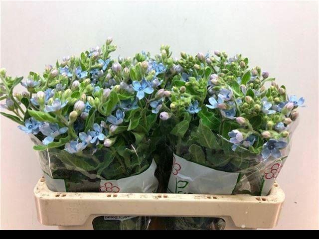 <h4>OXYPETALUM CO T PURE BLUE</h4>